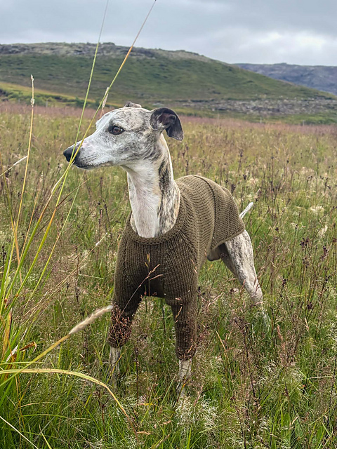 Móri í Snúru hundapeysu