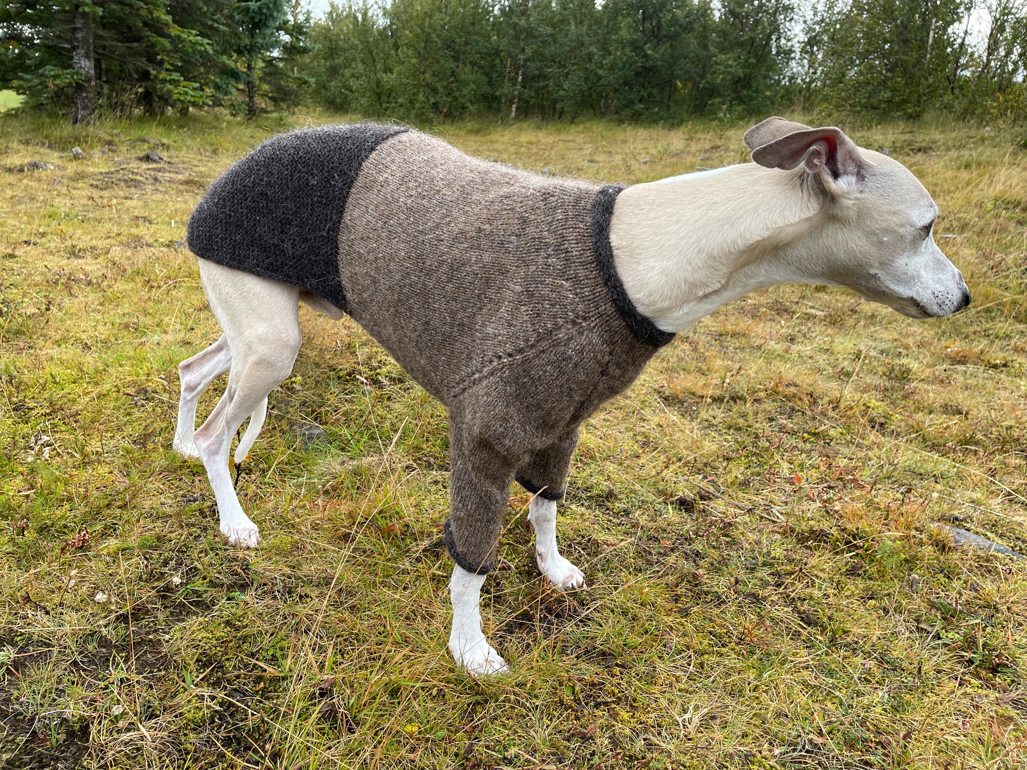 Whippet-hundur í þrílitri Snúru hundapeysu