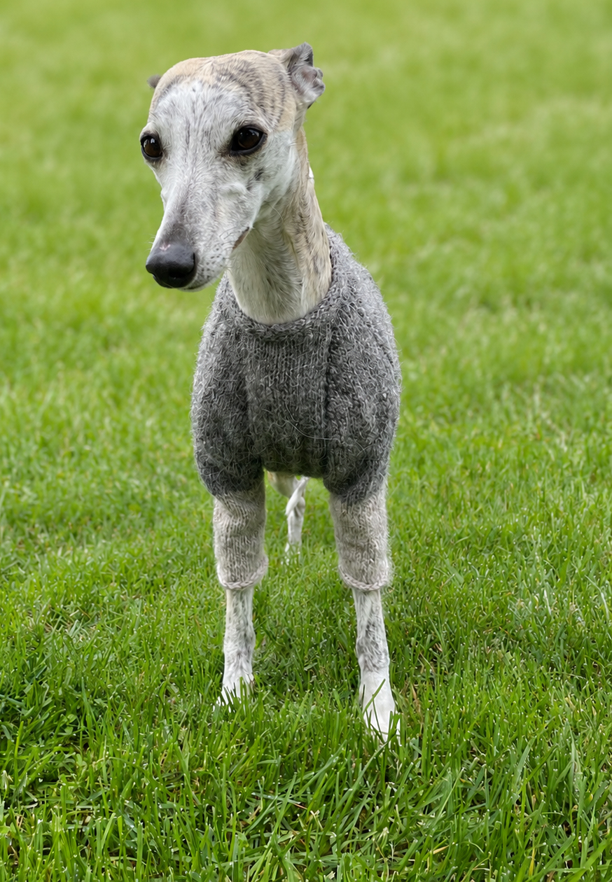 Whippet-hundur í grárri Snúru hundapeysu