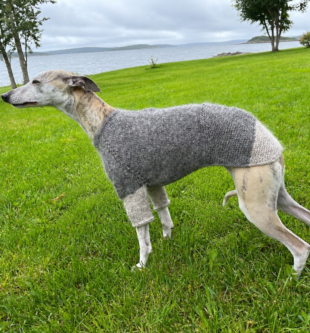 Whippet-hundur frá hlið í grárri Snúru hundapeysu