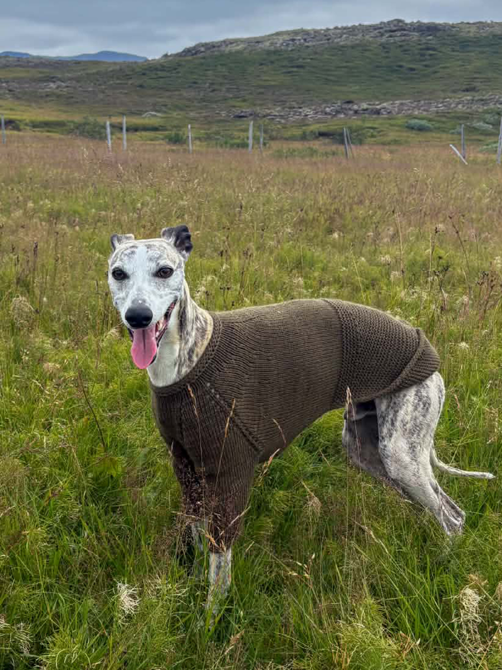 Whippet-hundur í brúnni Snúru hundapeysu úti í náttúrunni
