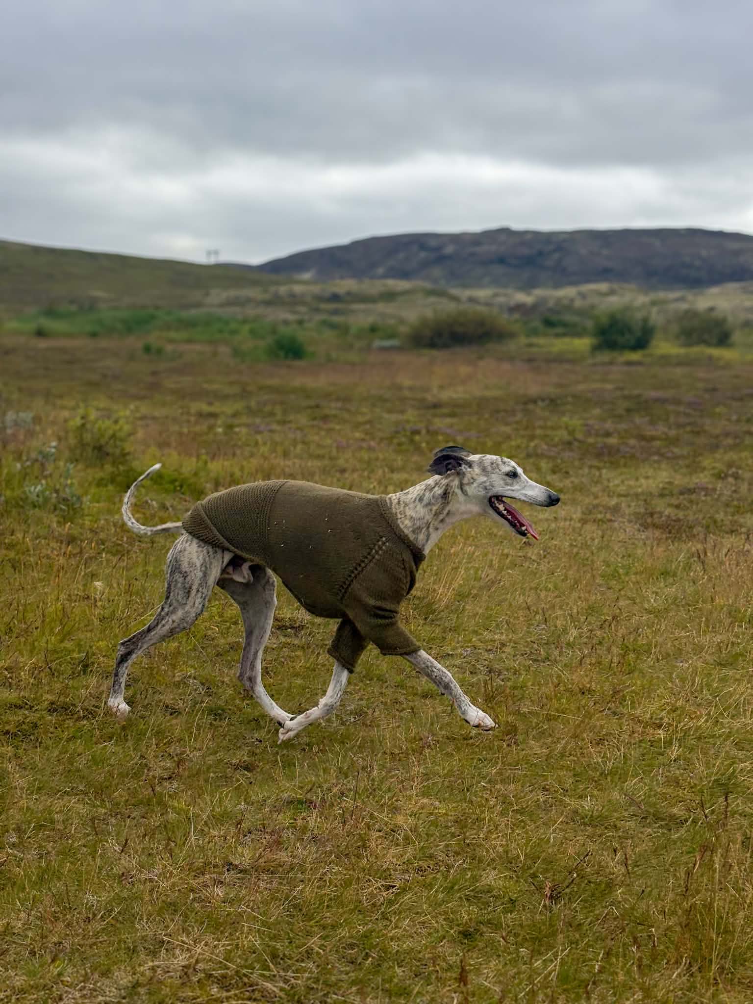 Whippet-hundur hleypur í brúnni Snúru hundapeysu