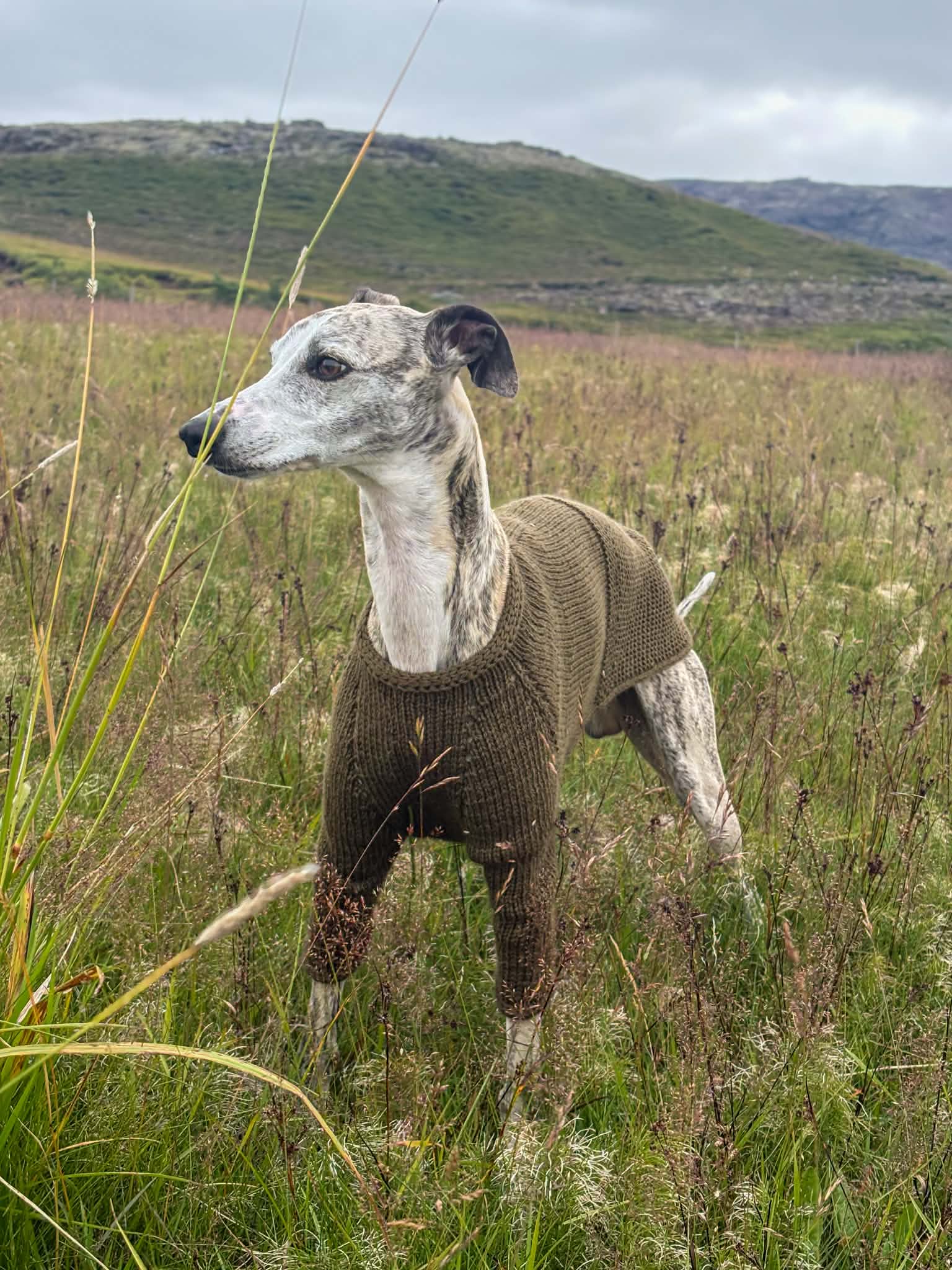 Whippet-hundur stendur í brúnni Snúru hundapeysu